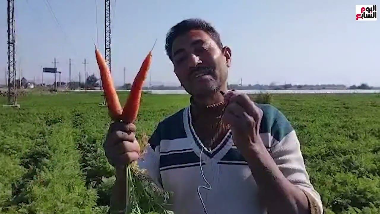 الجزر الأصفر بالمنيا يغزو السوق المحلى.. الفرنساوى لصناعة المخللات واليابانى لصناعة المربى