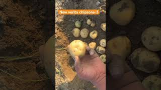 आलू 🥔 की नई किस्म cpri chipsina-5 #chipsona-5#cprichipsona#newpotatoseed