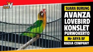 RADJA PURWOKERTO : Konslet Lagi. Lovebird AVANZA Mr. ARYA Turun Gantangan Disawer Uang