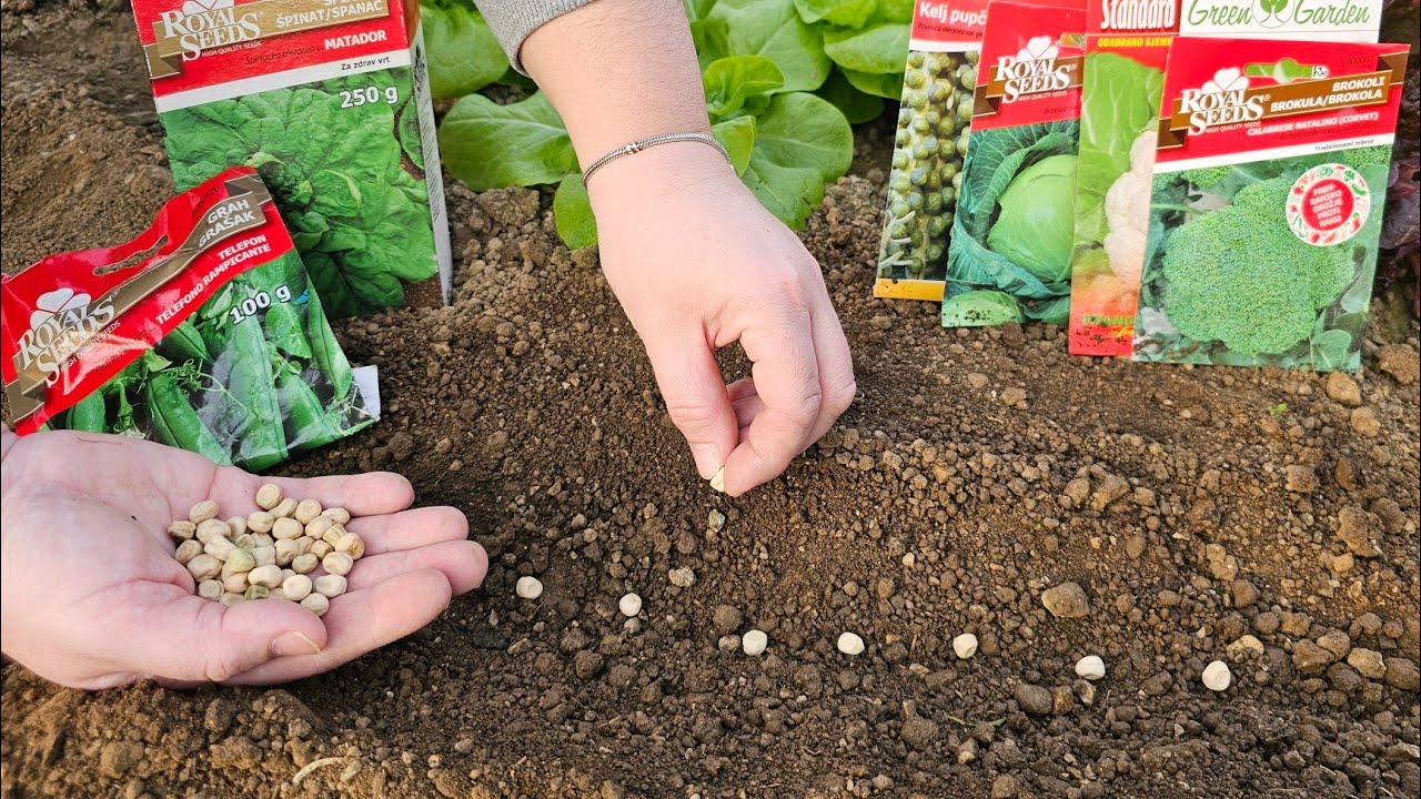 Что сеют в феврале? Ранний посев – богатый урожай!