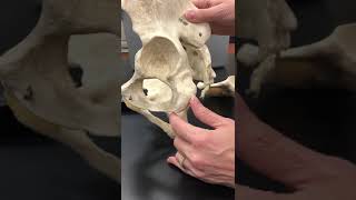 Pelvic Girdle Ischium And Pubic Bone