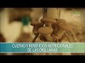 Cultivo y beneficios nutricionales de las Orellanas - TvAgro por Juan Gonzalo Angel Restrepo