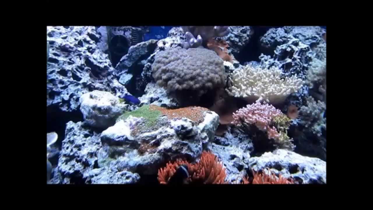 "Ein Besuch im Meeresaquarium-Oberwiesenthal"-  Ein Video von Karin und Wolfgang Schmökel