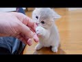A kitten that wants attention will meow and immediately call for its owner.