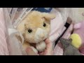 むかちく