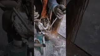 Lots Of Extra Sole - Trimming Foundered Horse - Part 1