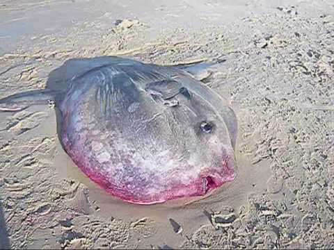 7-foot sunfish washes up on Calif. beach