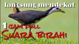 SUARA PIKAT RUAK RUAK BIR4HI 1 JAM FULL!!