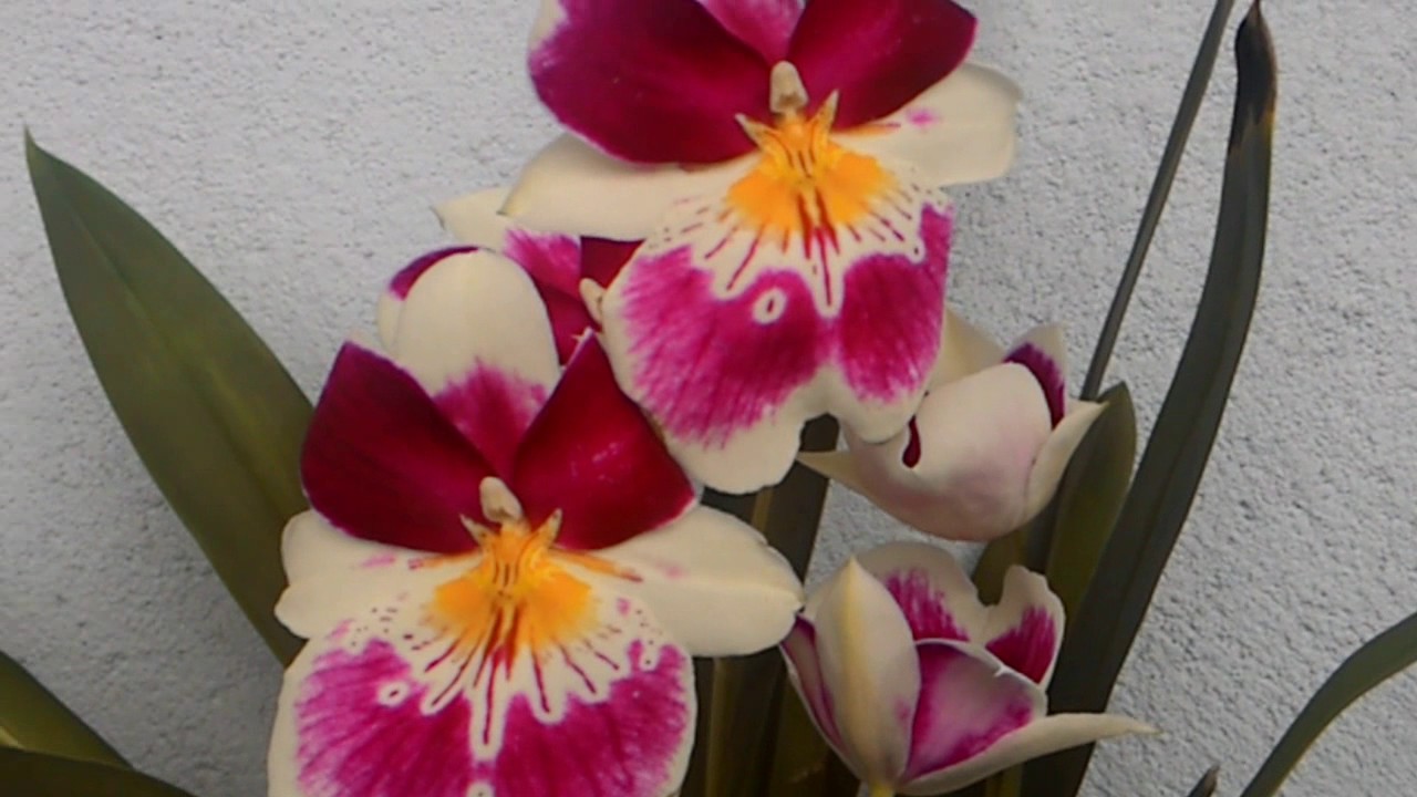 Dicas Dona Maria - Orquídea Miltonia Colombiana - thptnganamst.edu.vn