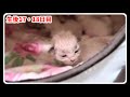 【悲報・7つ子生後17・18日目】前髪ぱっつんの小さな未熟児子猫に悲しい出来事がありました…【子猫物語】 #猫 #子猫 #ラグドール #猫ミーム
