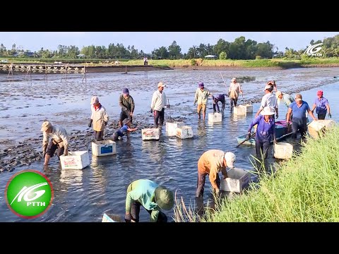 Video Hiệu quả từ tái cơ cấu nông nghiệp vùng U Minh Thượng... - youtube