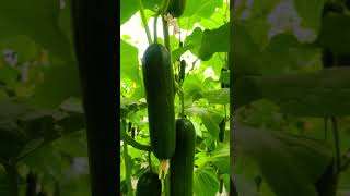 Salad cucumber cultivation at sri lanka agriculture bellpeppers tomatocultivation farming