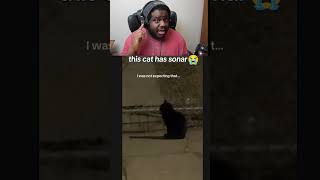 bro is listening to the whole neighborhood 😭 #catsoftiktok #funnycats #shorts