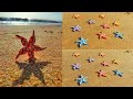 How to make paper quilling starfish  diy paper starfish  starfish tutorial