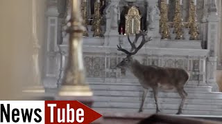 Un cerf s&#39;invite dans une église / Deer in a church