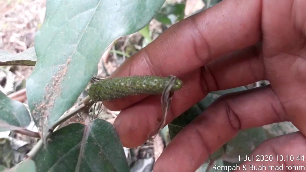 Potensi ekonomi cabe jawa / cabe jamu 