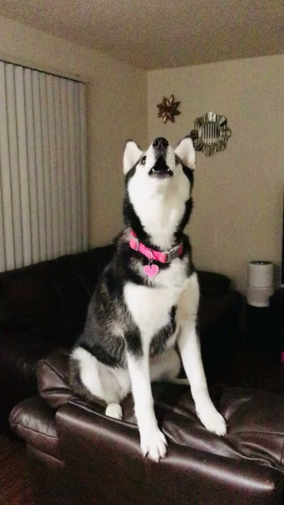 HUSKY HOWLING!
