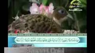 ميثم التمار سورة الانسان طور عراقي