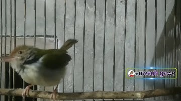 prenjak lumut betina gacor birahi