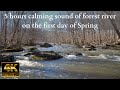 Rushing Waters of Forest River in the Spring.  Nature Video with ASMR Water Sounds to sleep &amp; relax.