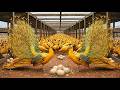 🌾✨ Life of Yellow Peacocks – A Comprehensive View of Yellow Peacock Life on a Large Farm! 🦚
