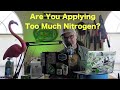 Am I Applying Too Much Nitrogen to my Lawn? | How Much Nitrogen to Apply