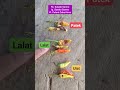 Penyakit dan Hama yg sering menyerang buah cabai. Bisa bikin gagal panen #cabai #patek #lalat #ulat