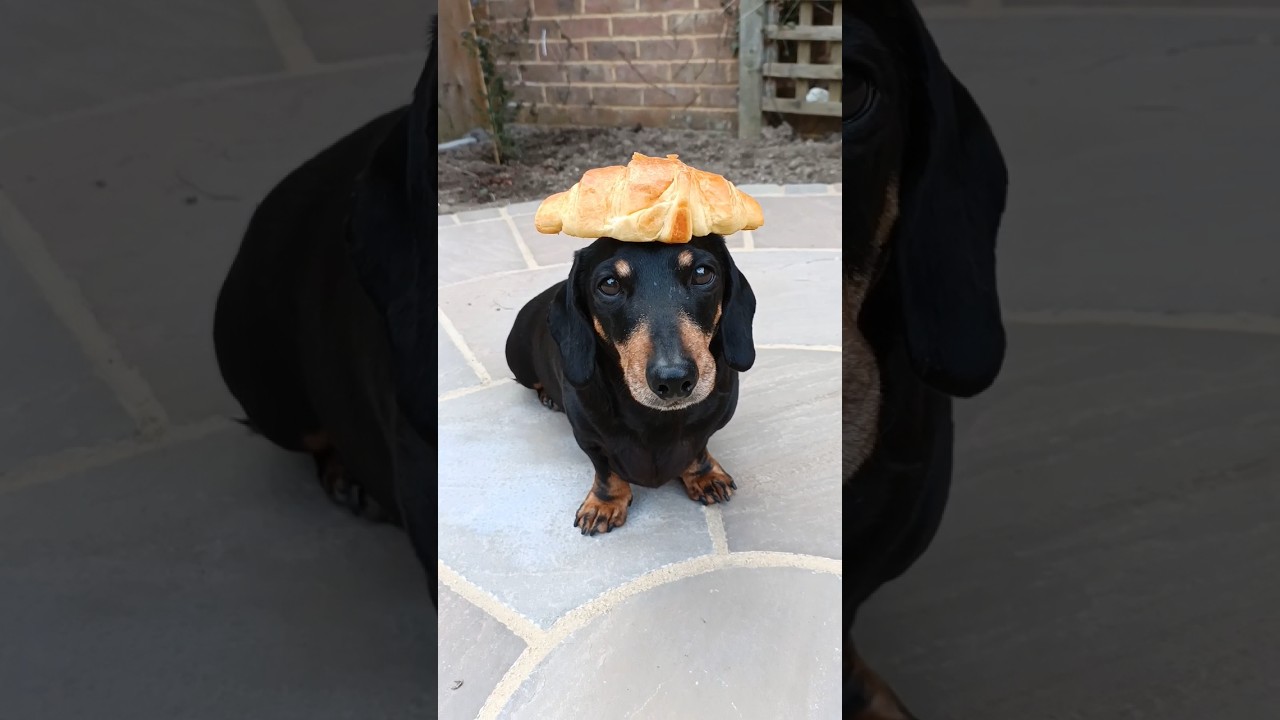Today I wanted to eat a croissant meme! 🐶🥐🤣