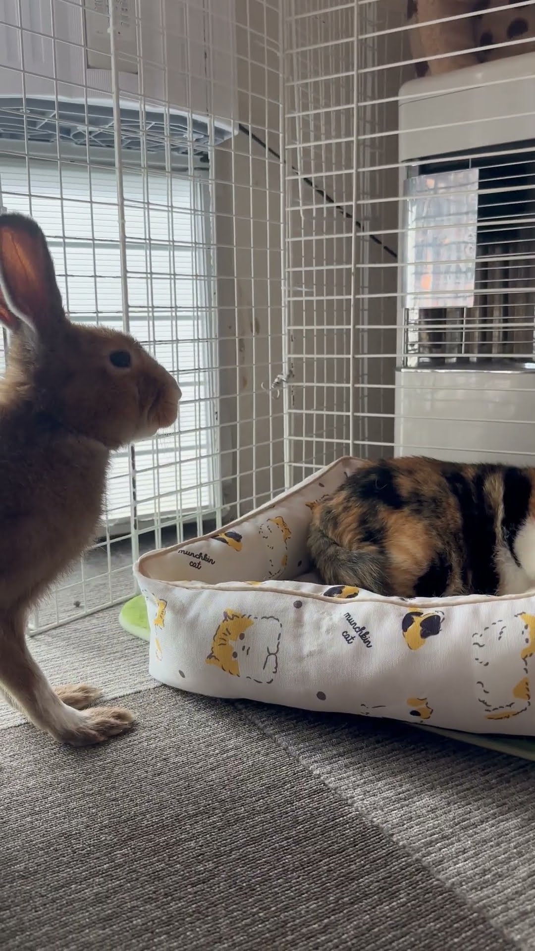 Rabbit Bullies Cat out of Bed || ViralHog