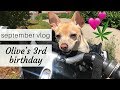 MY DOG’S BIRTHDAY VLOG (chihuahua lovers unite)