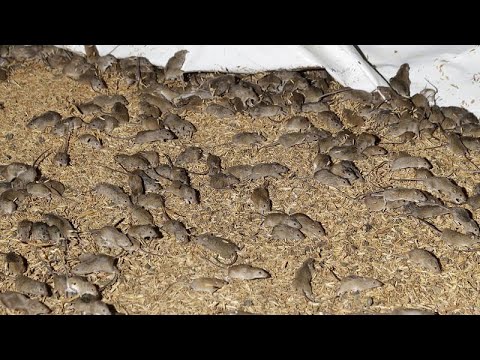فيديو: جحافل الفئران تجتاح مناطق أسترالية والدولة تلجأ إلى السم الممنوع