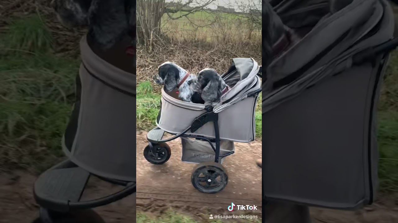 Buggy’s designed for dogs. YouTube