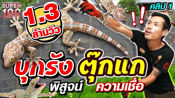 [ENG SUB] "รุ่ง" พาบุกรัง ตามหาตุ๊กแกยักษ์  พร้อมพิสูจน์ความเชื่อเรื่องของ ตุ๊กแก!! | SUPER100