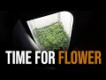 Vgrow automated run  flower time