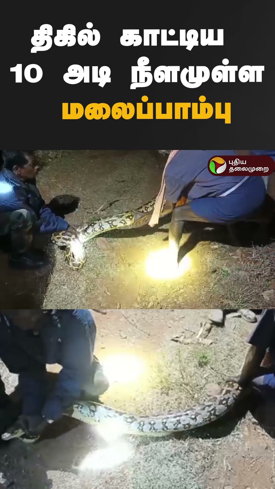 திகில் காட்டிய 10 அடி நீளமுள்ள மலைப்பாம்பு | #shorts | #coimbatore | #python