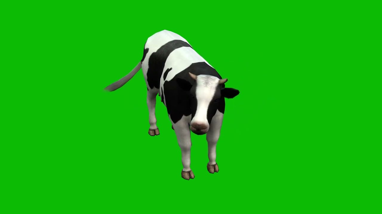 Black and white Cow Green Screen 4K