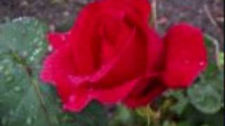 Video thumbnail of "Paper Roses Anita Bryant"