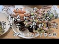 【多肉植物】セダムの増やし方春〜夏