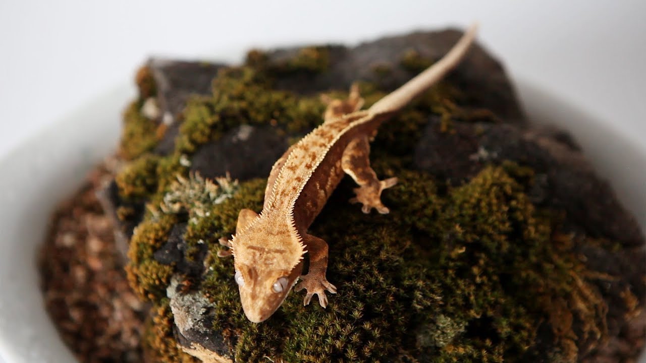 이끼 위의 크레스티드게코(Crested Gecko On Moss) YouTube
