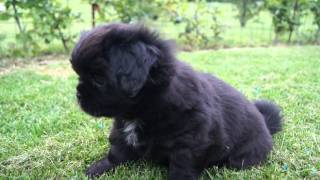 46 days old Tibetan Spaniel Cups