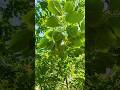 Why Almost All Plants Are Green #fyp #shorts  #plants #green
