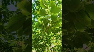 Why Almost All Plants Are Green #fyp #shorts  #plants #green