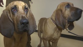 Bloodhounds help locate missing Machesney Park man