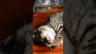 &quot;Cats know how to rest. Do you?&quot;#Cats #RelaxingShorts #PeacefulMusic #PianoChill