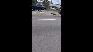Trapper wrangles 8-foot gator