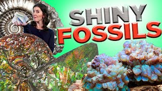 All About Shiny Fossils! | Ammolite, Opal, & Pyrite
