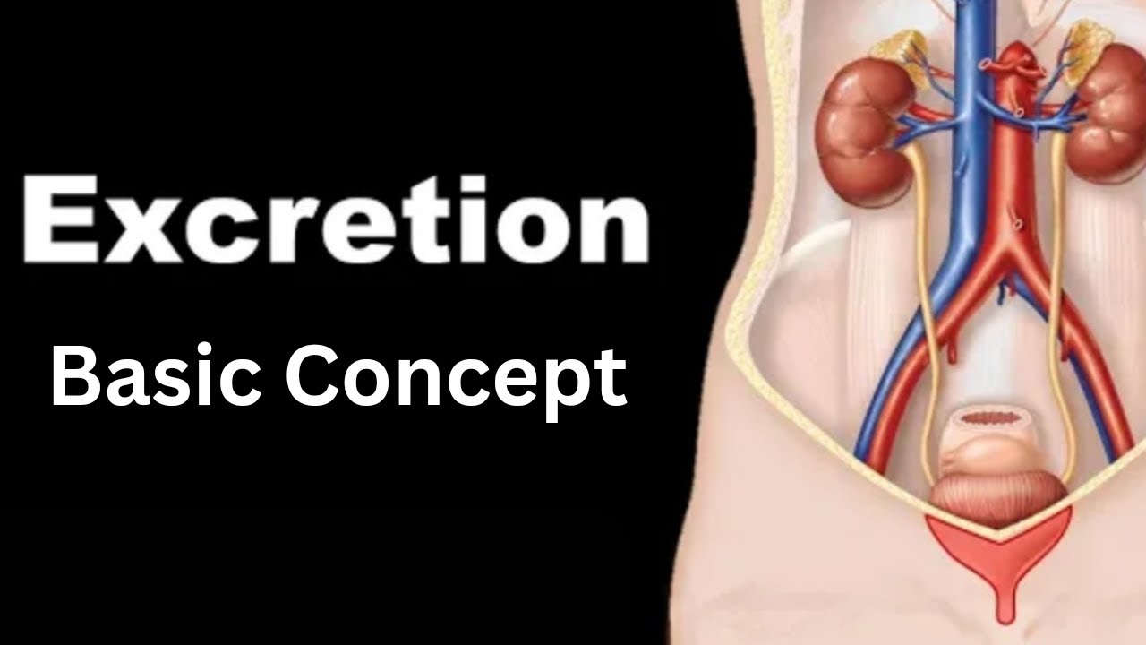 Excretion Basic Concept || Life Science #kolkata #wbbse #icse # ...