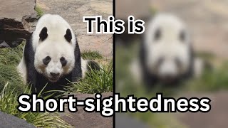 MYOPIA vision vs normal vision (can you tell the difference?)