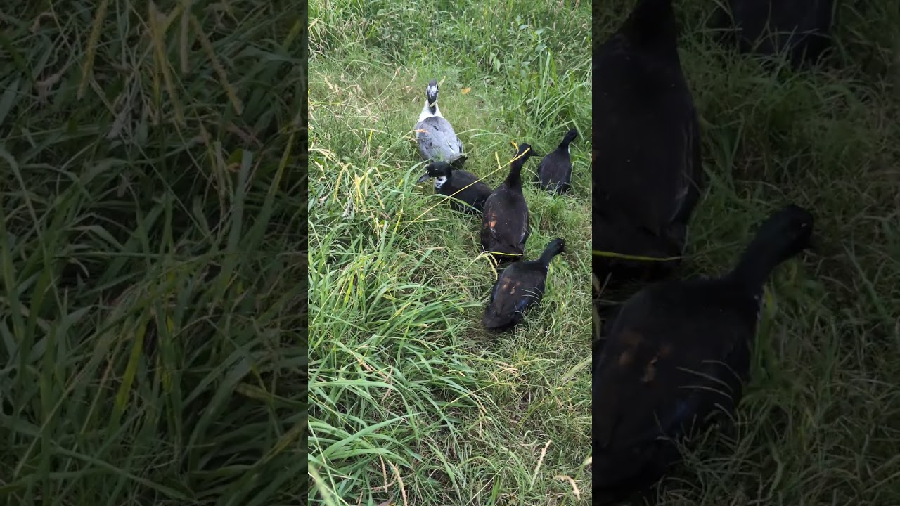 #ducklife