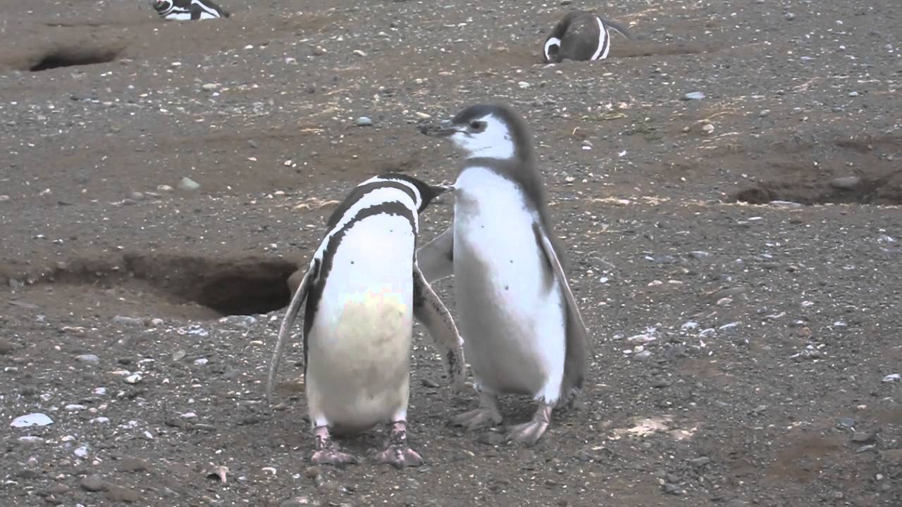 Magellanic Mother Penguin Grooming Chick on Isla Magdalena 